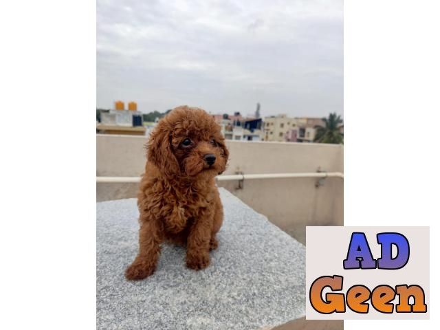 used Show Qulality Poodle Pupies Avalible for sale 